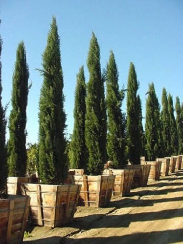 20 MEDITERRANEAN CYPRESS TREE Italian Pencil Pine Cedar Cupressus Sempervirens Stricta Seeds