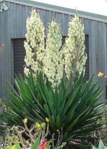 100 YUCCA (Soapweed / Soapwell / Beargrass / Great Plains Yucca) Yucca Glauca Flower Seeds