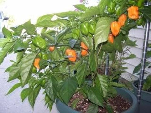 50 Hot ORANGE HABANERO PEPPER Capsicum Chinense Vegetable Seeds