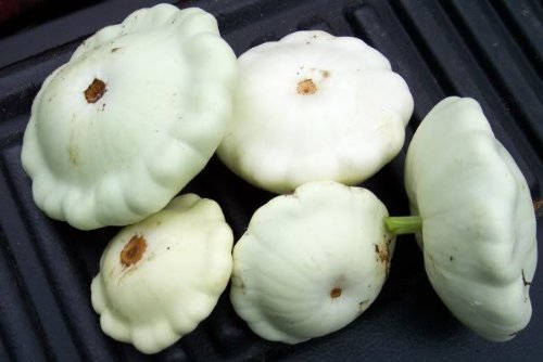 50 WHITE Bush SCALLOP SQUASH (Patty Pan / Paty Pan / Squanter Squash) Summer Cucurbita Pepo Vegetable Seeds