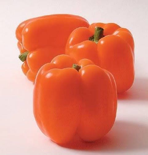 50 ORANGE Sun BELL PEPPER Sweet Capsicum Vegetable Seeds