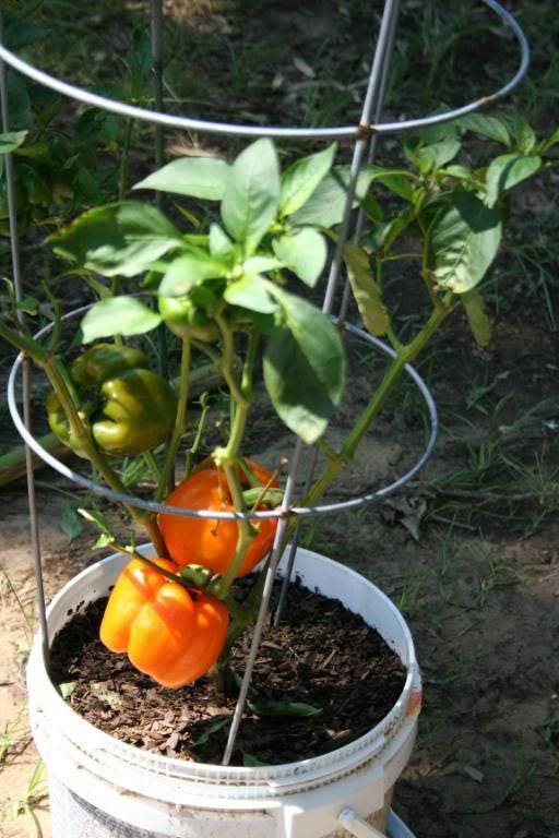 50 ORANGE Sun BELL PEPPER Sweet Capsicum Vegetable Seeds