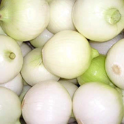 500 Crystal White WAX PEARL ONION Allium Cepa Vegetable Seeds