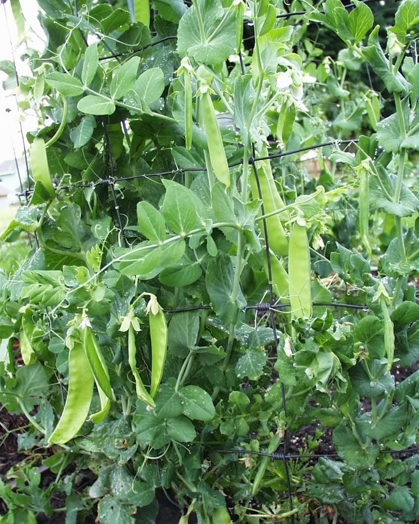 50 SNOW PEA Pisum Sativum Vegetable Seeds