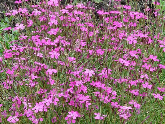 550 MAIDEN PINKS Dianthus Deltoides Flower Seeds