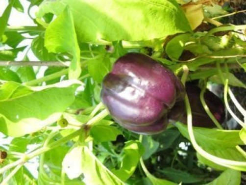 75 PURPLE BEAUTY PEPPER ( Sweet Mild Bell ) Capsicum Annuum Vegetable Seeds