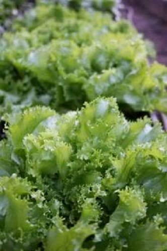 3000 GREEN CURLED ENDIVE (Salad Endive / Moss Curled Endive / Escarole) Cichorium Endiva Vegetable Seeds