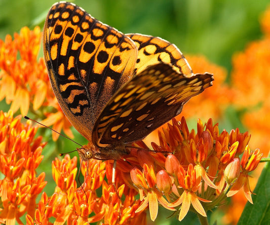 30 ORANGE BUTTERFLY MILKWEED Asclepias Tuberosa Flower Seeds