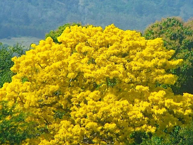 15 GOLDEN SHOWER TREE Gold Rush Yellow Cassia Fistula Flower Seeds