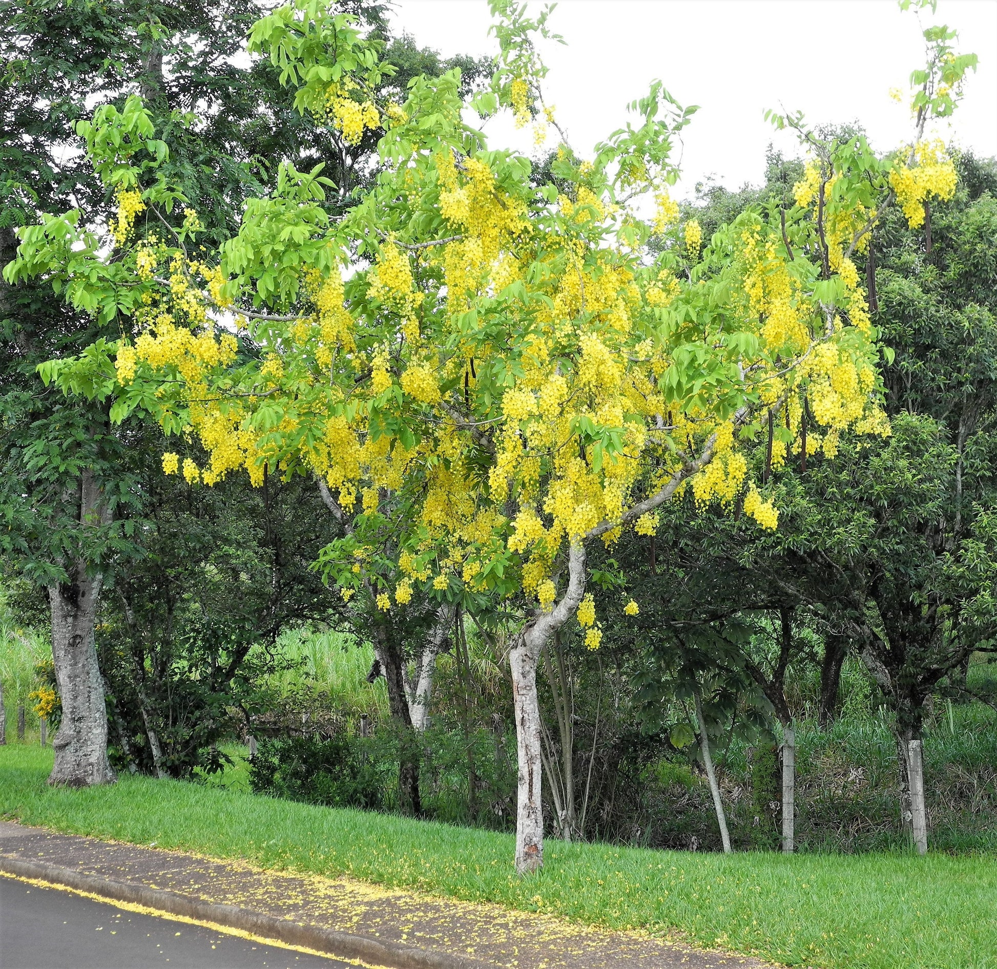15 GOLDEN SHOWER TREE Gold Rush Yellow Cassia Fistula Flower Seeds ...