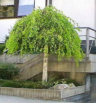 50 SILVER WEEPING BIRCH Tree White European Betula Pendula Alba Seeds