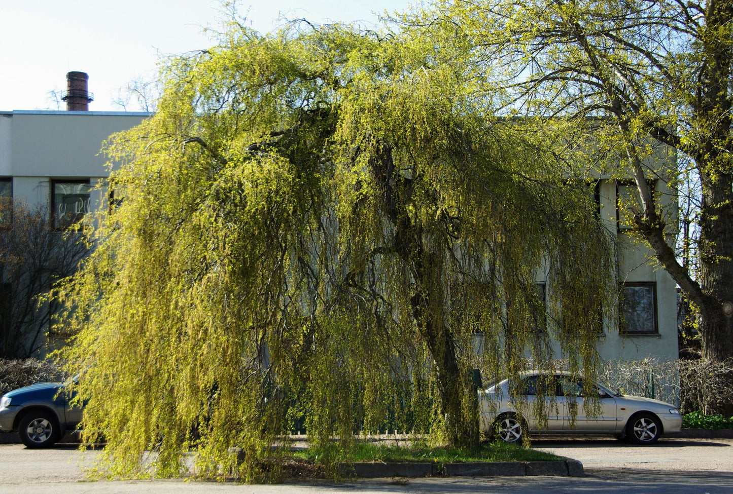 50 SILVER WEEPING BIRCH Tree White European Betula Pendula Alba Seeds