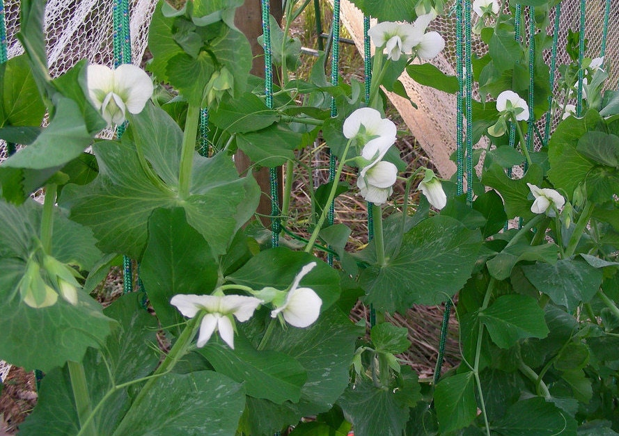 50 Super SUGAR SNAP PEA Pisum Sativum Macrocarpon Vegetable Seeds