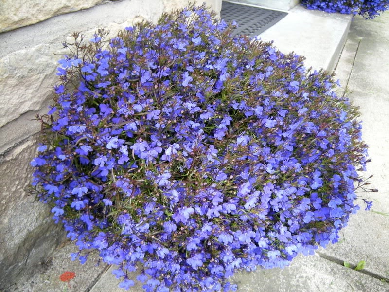 200 LILAC Purple LOBELIA REGATTA Lobelia Erinus Flower Seeds