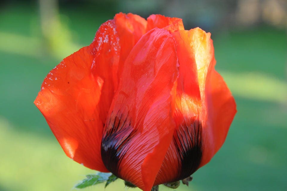 100 RED TULIP POPPY Papaver Glaucum Flower Seeds