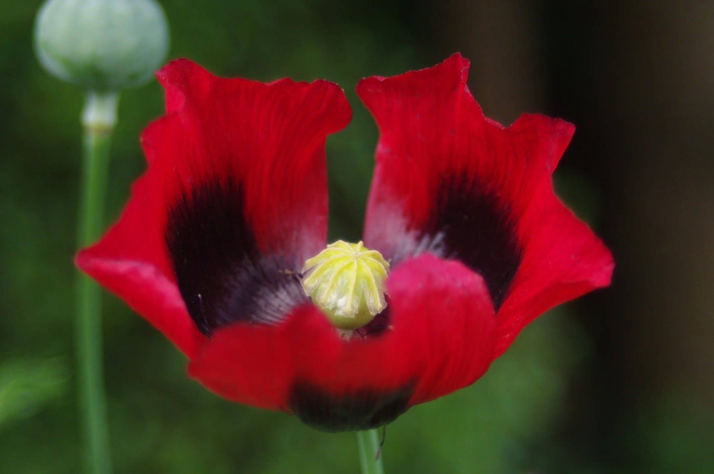 100 RED TULIP POPPY Papaver Glaucum Flower Seeds