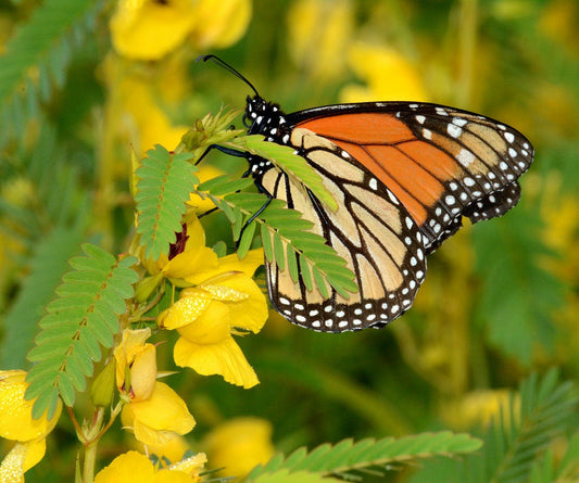 300 Yellow PARTRIDGE PEA (Sleeping Plant / Sensitive Pea) Chamaecrista Fasciculata Flower Seeds