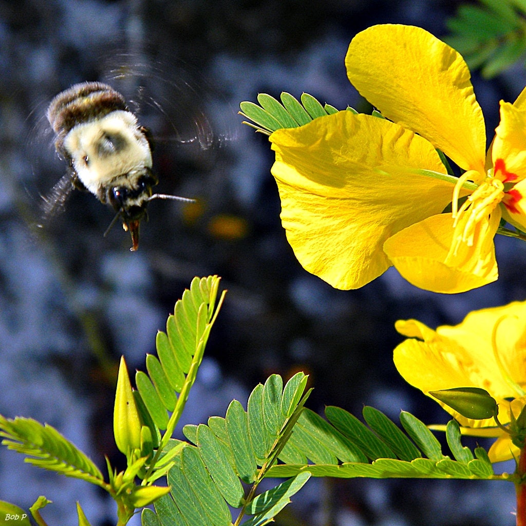 300 Yellow PARTRIDGE PEA (Sleeping Plant / Sensitive Pea) Chamaecrista Fasciculata Flower Seeds