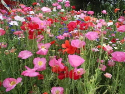 2000 MIXED Colors SHIRLEY POPPY ( aka Corn / Field / Flanders ) Papaver Rhoeas Flower Seeds