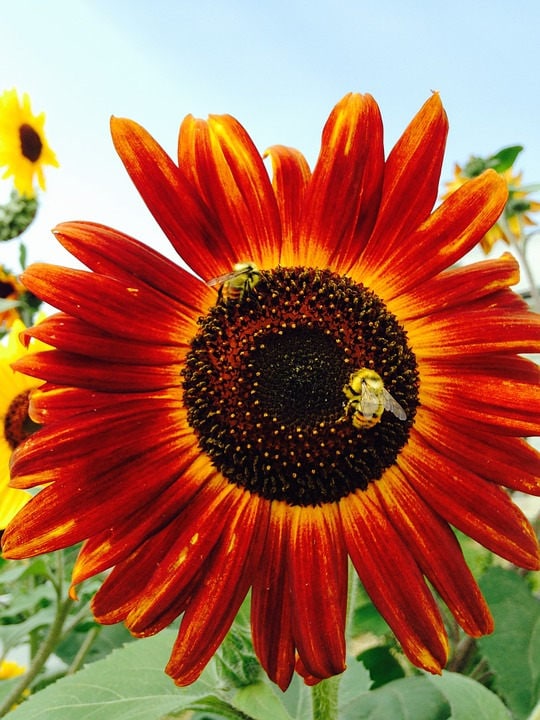 100 AUTUMN BEAUTY SUNFLOWER Helianthus Annuus Flower Seeds