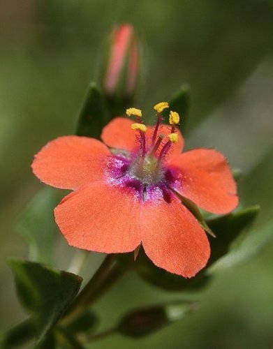 100 SCARLET PIMPERNEL (Adders Eyes) Anagallis Arvensis Flower Seeds
