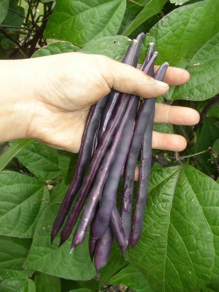 40 Royal PURPLE POD BEAN Phaseolus Vulgaris Vegetable Seeds