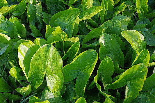 500 White Broadleaf ARROWHEAD Sagittaria Latifolia POND WETLAND Flower Seeds