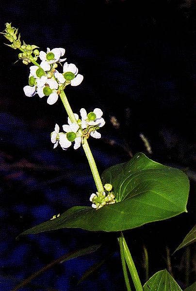 500 White Broadleaf ARROWHEAD Sagittaria Latifolia POND WETLAND Flower Seeds