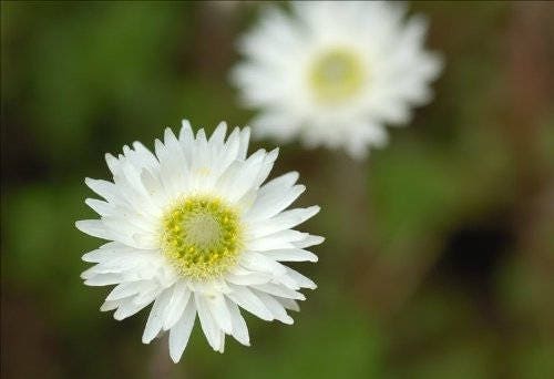100 WHITE DOUBLE STRAWFLOWER Helichrysum Monstrosum Flower Seeds