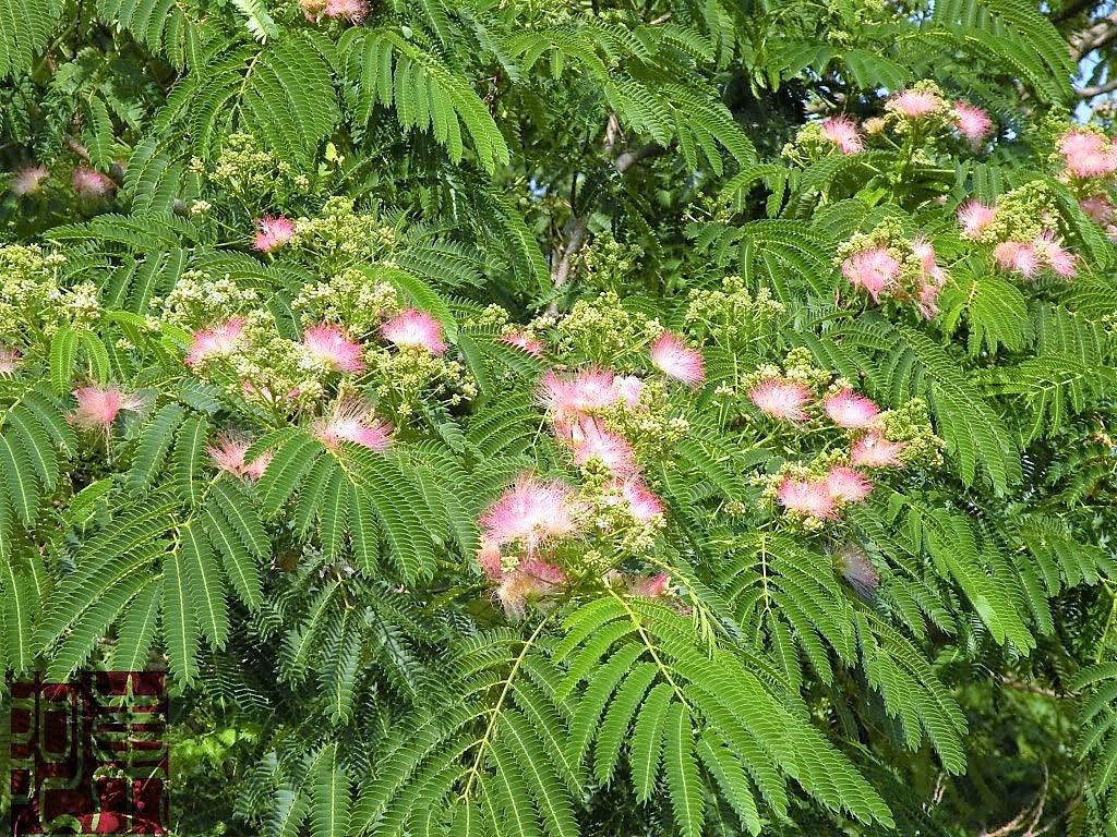 25 MIMOSA / Persian SILK TREE Albizia Julibrissin Seeds