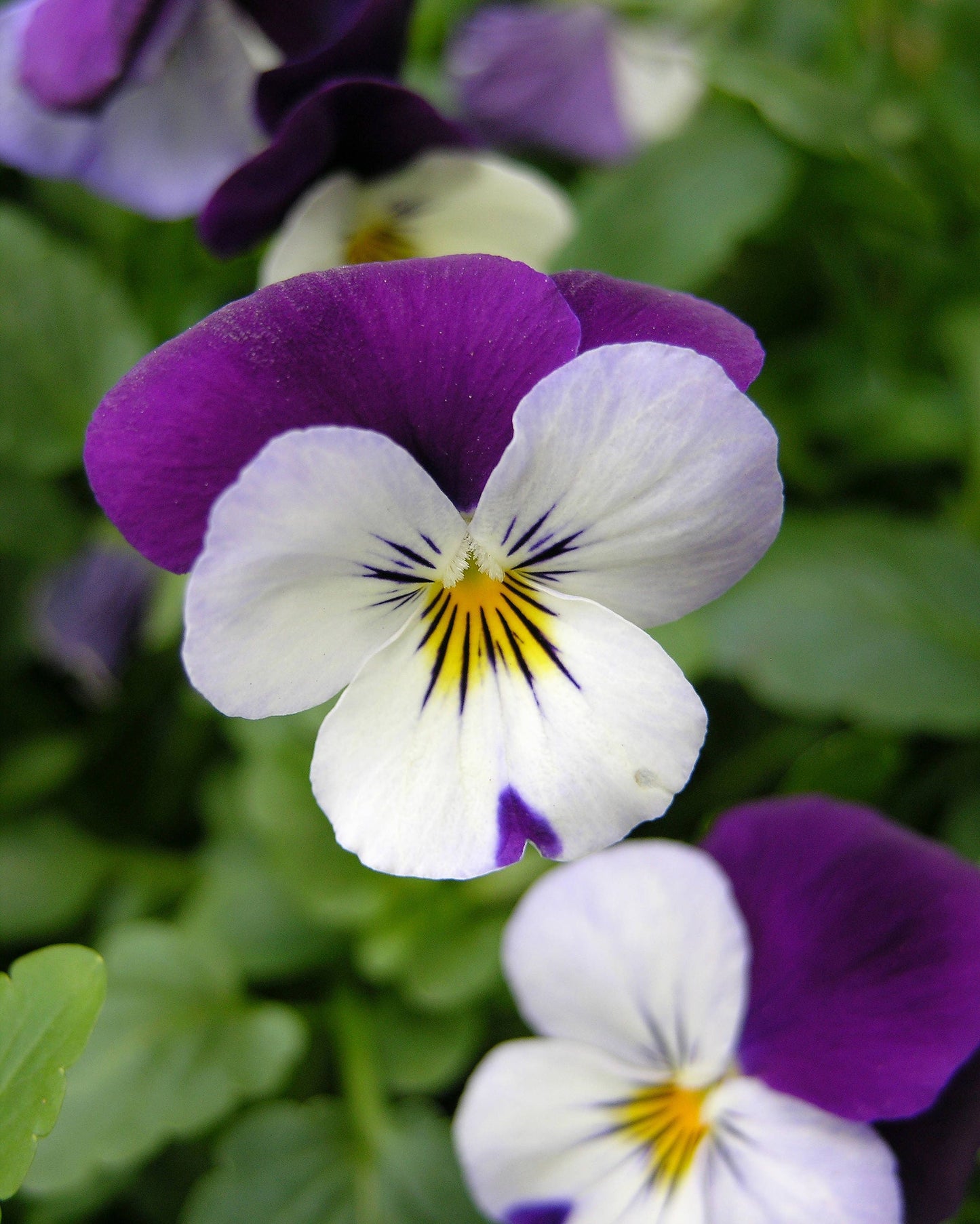 100 JOHNNY JUMP UP Violet Viola Tricolor Flower Seeds