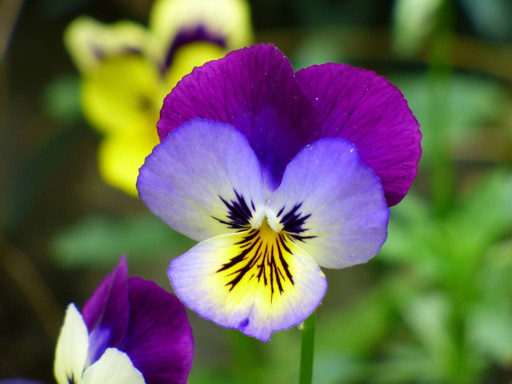 50 Dark JOHNNY JUMP UP Violet Viola Tricolor Flower Seeds