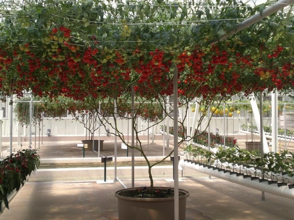 40 ITALIAN TREE TOMATO 'Trip L Crop' Lycopersicon Red Fruit Vegetable Seeds