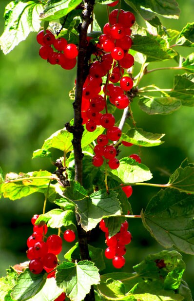 20 Red WAX CURRANT Edible Fruit Berries Pink Flowers Shrub Ribes Cereum Seeds