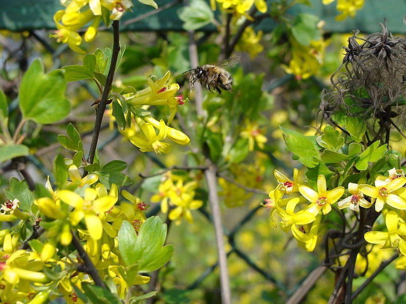 20 GOLDEN CURRANT SHRUB Black Fruit Yellow Flower Ribes Chrysobotrya Aurea Seeds