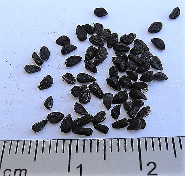 150 NIGELLA Sativa BLACK CUMIN Spice Black Caraway Fennel Flower Herb Seeds