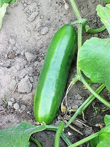 100 LONG Green IMPROVED CUCUMBER Slicing Cucumis Sativus Fruit Vegetable Seeds
