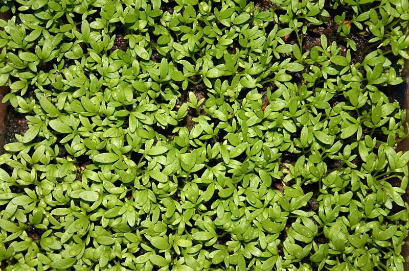 1500 UPLAND CRESS American Land Cress Barbarea Verna Creasy Vegetable Herb Seeds