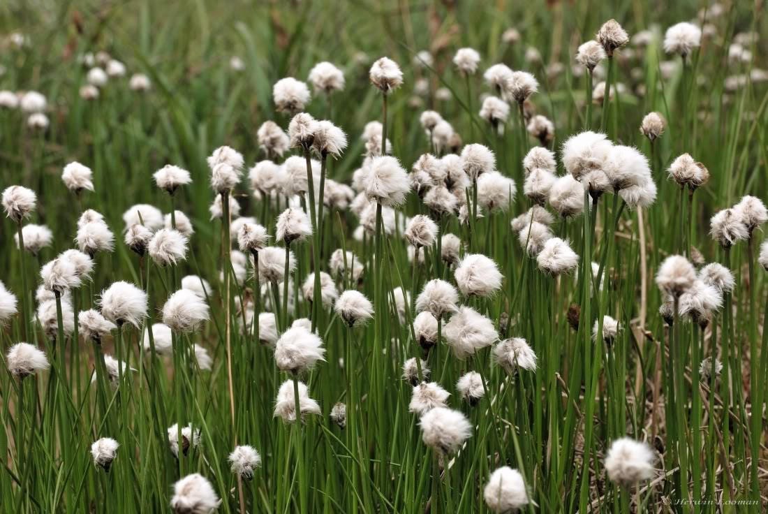 25 TAWNY COTTONGRASS Flower Seeds Eriophorum Virginicum Hare's Tail Cotton Grass Seeds