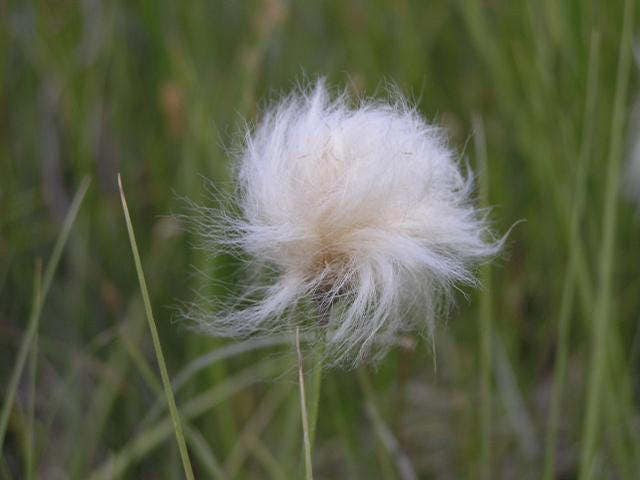 25 TAWNY COTTONGRASS Flower Seeds Eriophorum Virginicum Hare's Tail Cotton Grass Seeds