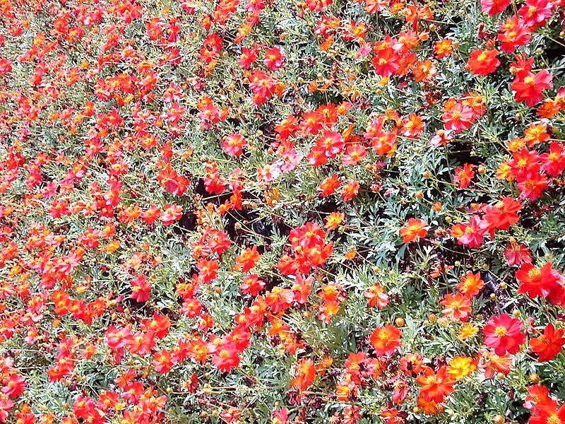 300 Wine Red TETRA VERSAILLES COSMOS Bipinnatus Hummingbird Flower Seeds