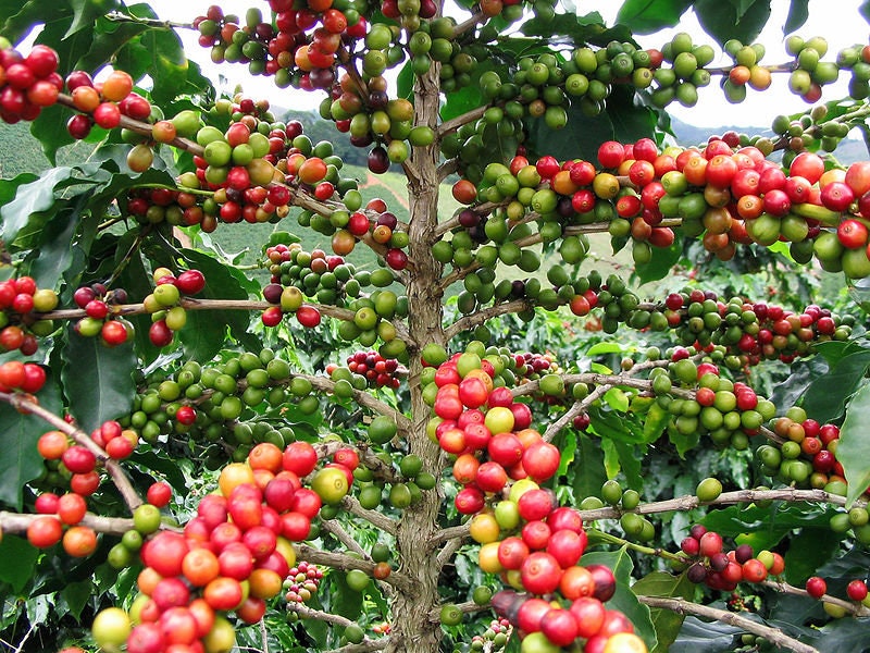 15 ARABICA COFFEE Tree Shrub Seeds - Grow your own coffee!