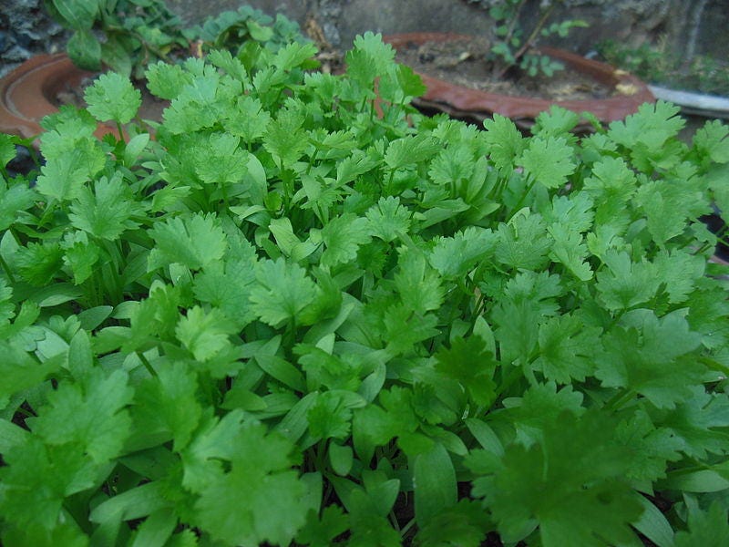 250 LEISURE CILANTRO / CORIANDER Coriandrum Sativum Herb Vegetable Seeds