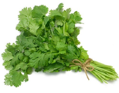 100 FIESTA Green CILANTRO / CORIANDER Coriandrum Sativum Herb Vegetable Seeds