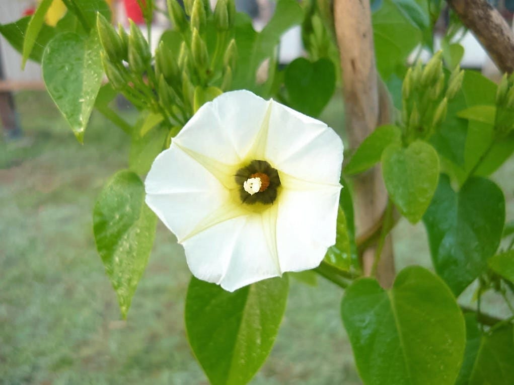 10 White CHRISTMAS VINE Turbina Flower Rivea Corymbosa Ornamental Climber Seeds