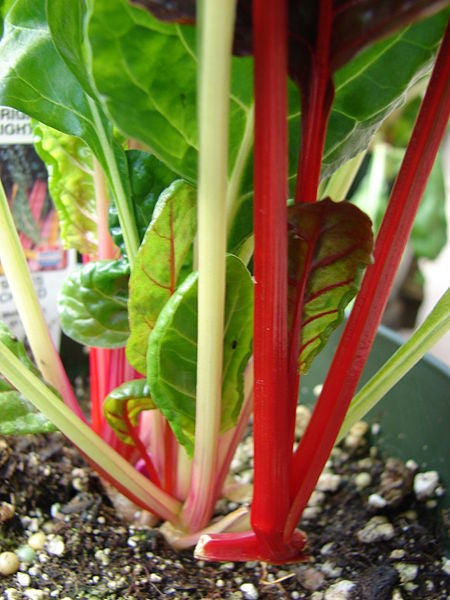 300 RHUBARB RED SWISS CHARD Perpetual Spinach Beta Vulgaris Vegetable Seeds