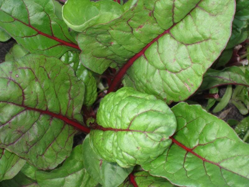 300 Rhubarb RED SWISS CHARD Perpetual Spinach Beta Vulgaris Vegetable Seeds