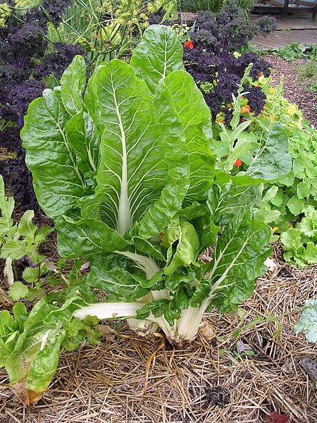 300 LUCULLUS SWISS CHARD Beta Vulgaris White Perpetual Spinach Vegetable Seeds