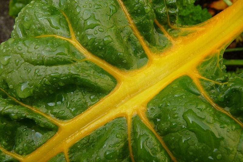 40 Yellow CANARY SWISS CHARD Beta Vulgaris Perpetual Spinach Vegetable Seeds