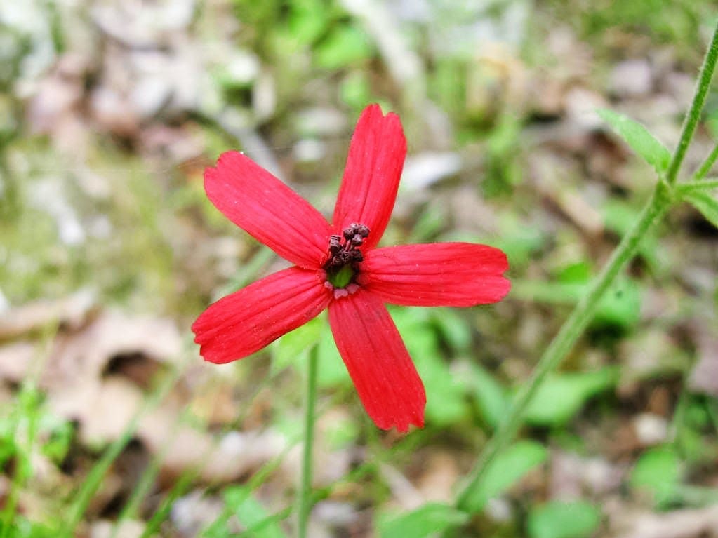 Roundleaf Catchfly 20 ROYAL RED CATCHFLY Hummingbird & Endangered Native Flower Silene Re ...